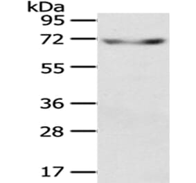 KL Antibody from Signalway Antibody (43404) - Antibodies.com