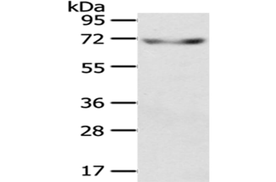 KL Antibody from Signalway Antibody (43404) - Antibodies.com