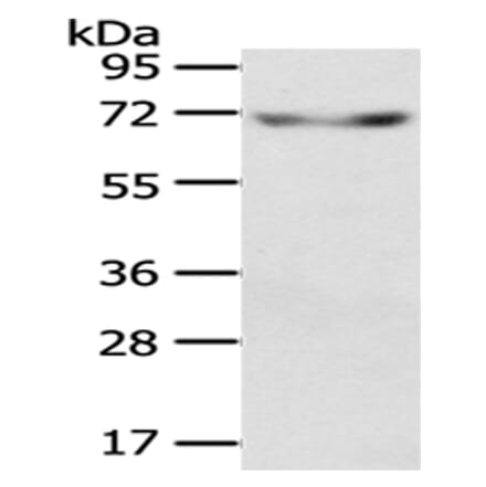 KL Antibody from Signalway Antibody (43404) - Antibodies.com