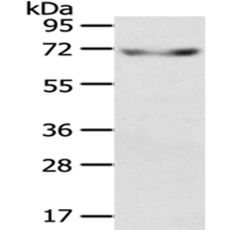 KL Antibody from Signalway Antibody (43404) - Antibodies.com