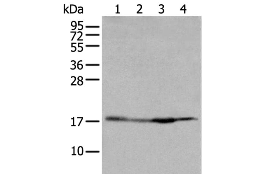 HIST1H2BJ Antibody from Signalway Antibody (43683) - Antibodies.com