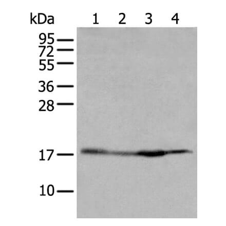 HIST1H2BJ Antibody from Signalway Antibody (43683) - Antibodies.com