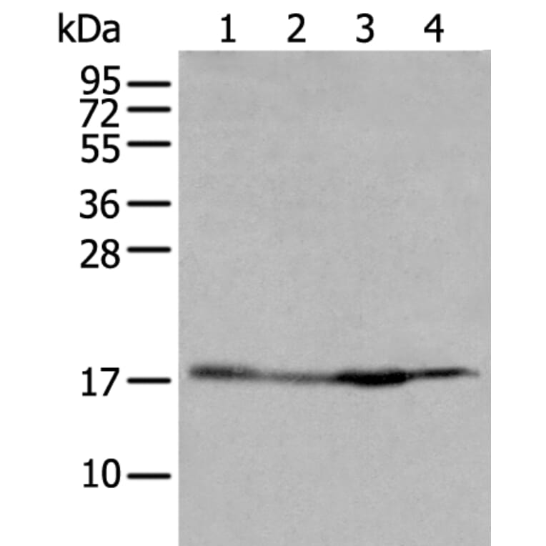 HIST1H2BJ Antibody from Signalway Antibody (43683) - Antibodies.com