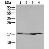 HIST1H2BJ Antibody from Signalway Antibody (43683) - Antibodies.com