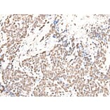 HIST1H2BJ Antibody from Signalway Antibody (43683) - Antibodies.com