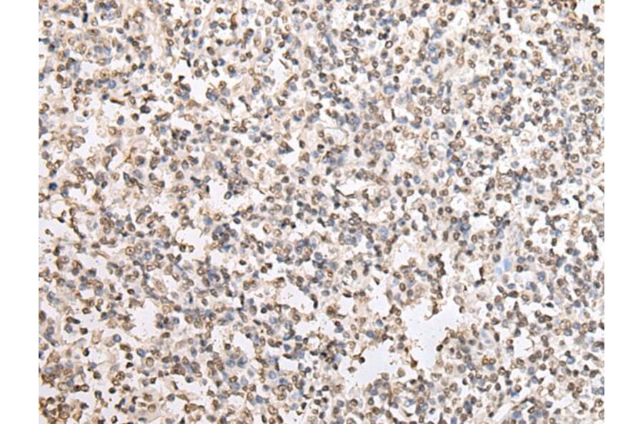 HIST1H2BJ Antibody from Signalway Antibody (43683) - Antibodies.com