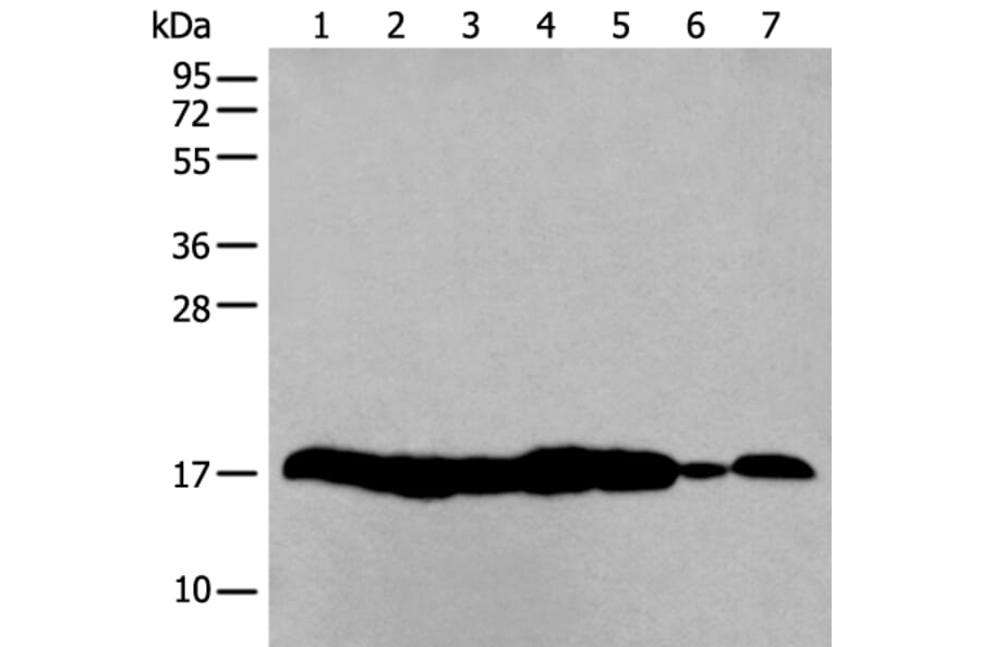 HIST1H3A Antibody from Signalway Antibody (43793) - Antibodies.com