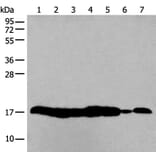 HIST1H3A Antibody from Signalway Antibody (43793) - Antibodies.com