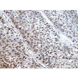 HIST1H3A Antibody from Signalway Antibody (43793) - Antibodies.com