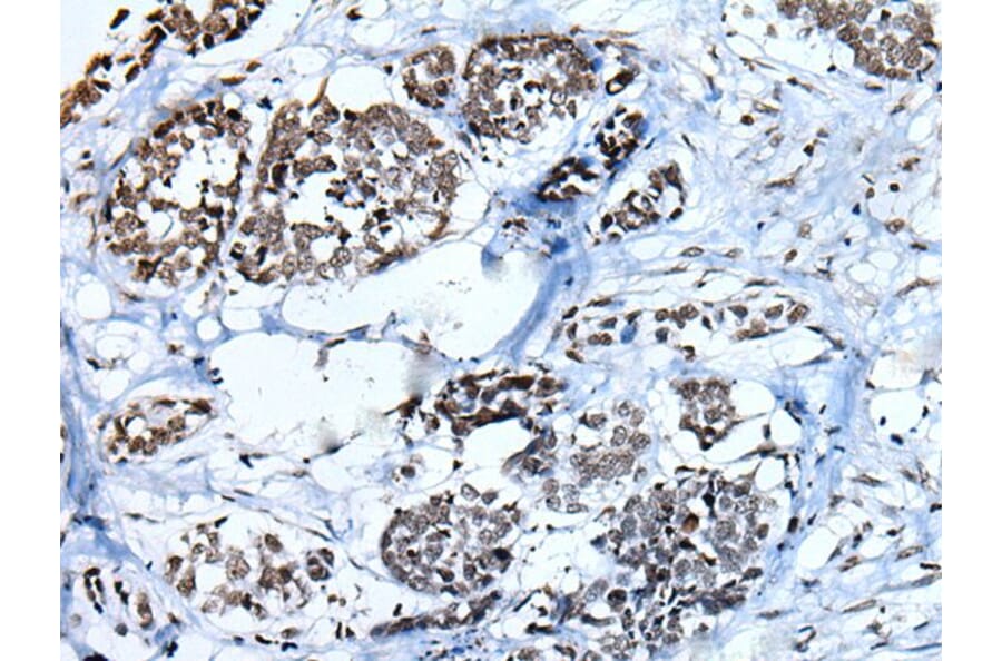 HIST1H3A Antibody from Signalway Antibody (43793) - Antibodies.com