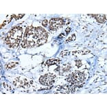 HIST1H3A Antibody from Signalway Antibody (43793) - Antibodies.com