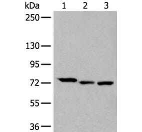 SLC27A4 Antibody from Signalway Antibody (43537) - Antibodies.com