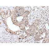 COMMD10 Antibody from Signalway Antibody (43551) - Antibodies.com