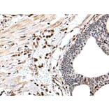 ARHGDIB Antibody from Signalway Antibody (43705) - Antibodies.com