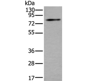 ZDHHC5 Antibody from Signalway Antibody (43785) - Antibodies.com