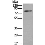 ZDHHC5 Antibody from Signalway Antibody (43785) - Antibodies.com