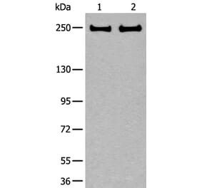 ARFGEF1 Antibody from Signalway Antibody (43848) - Antibodies.com