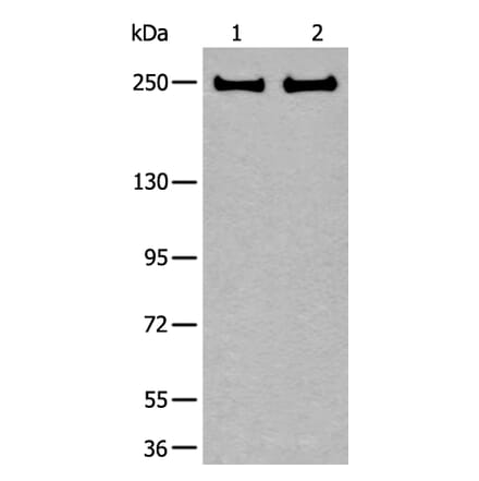 ARFGEF1 Antibody from Signalway Antibody (43848) - Antibodies.com