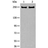 ARFGEF1 Antibody from Signalway Antibody (43848) - Antibodies.com