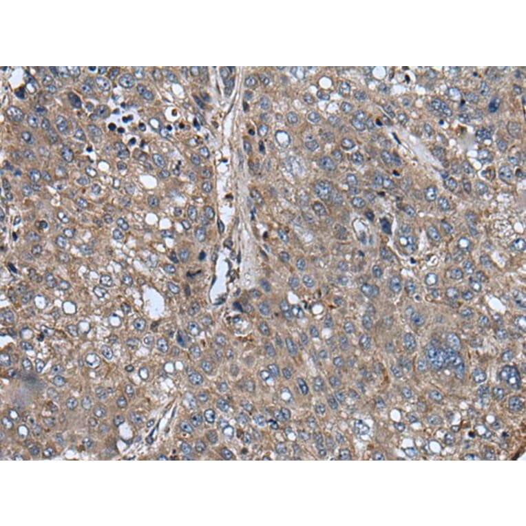 ARFGEF1 Antibody from Signalway Antibody (43848) - Antibodies.com