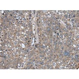 ARFGEF1 Antibody from Signalway Antibody (43848) - Antibodies.com