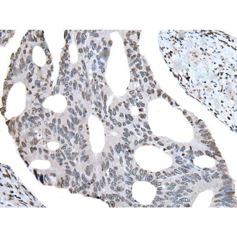 BHLHA15 Antibody from Signalway Antibody (43992) - Antibodies.com