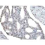 BHLHA15 Antibody from Signalway Antibody (43992) - Antibodies.com