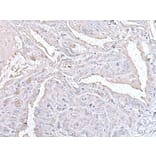 PTP4A1 Antibody from Signalway Antibody (43526) - Antibodies.com