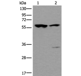 TRIM27 Antibody from Signalway Antibody (43542) - Antibodies.com