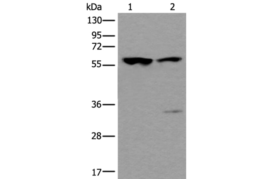 TRIM27 Antibody from Signalway Antibody (43542) - Antibodies.com