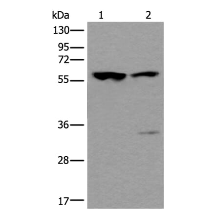 TRIM27 Antibody from Signalway Antibody (43542) - Antibodies.com