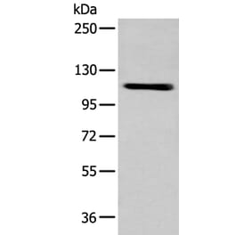 ZNF281 Antibody from Signalway Antibody (43566) - Antibodies.com