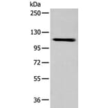 ZNF281 Antibody from Signalway Antibody (43566) - Antibodies.com