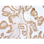 ZNF281 Antibody from Signalway Antibody (43566) - Antibodies.com