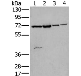 ZNF131 Antibody from Signalway Antibody (43572) - Antibodies.com