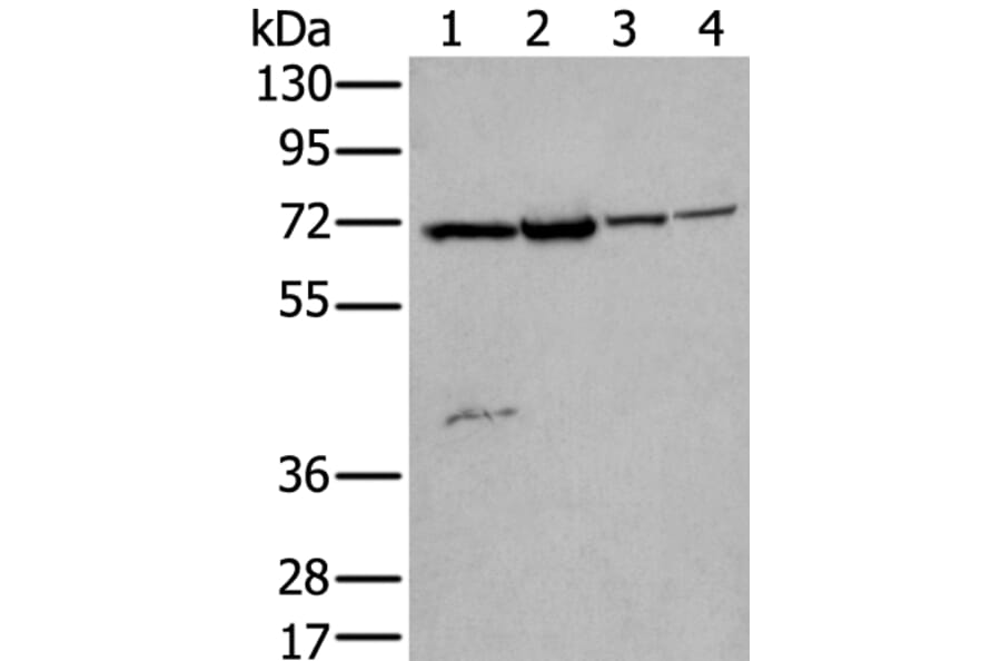 ZNF131 Antibody from Signalway Antibody (43572) - Antibodies.com