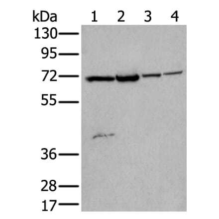 ZNF131 Antibody from Signalway Antibody (43572) - Antibodies.com