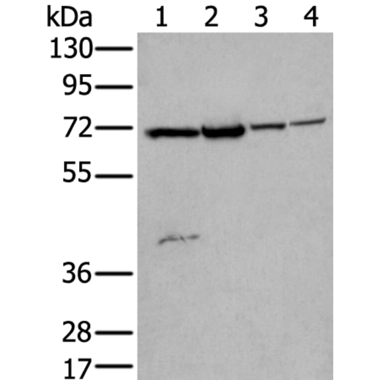 ZNF131 Antibody from Signalway Antibody (43572) - Antibodies.com