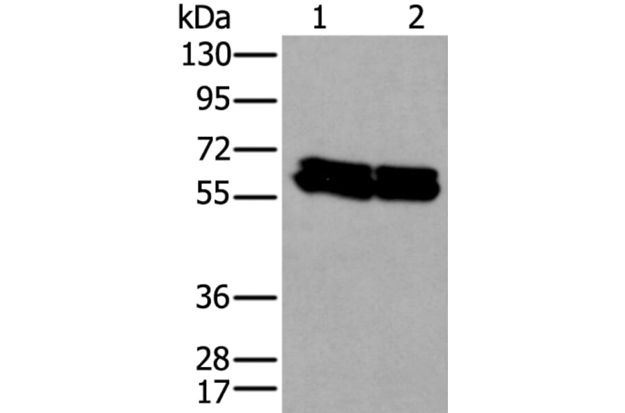 ZNF207 Antibody from Signalway Antibody (43573) - Antibodies.com