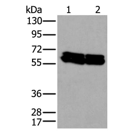 ZNF207 Antibody from Signalway Antibody (43573) - Antibodies.com