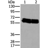 ZNF207 Antibody from Signalway Antibody (43573) - Antibodies.com