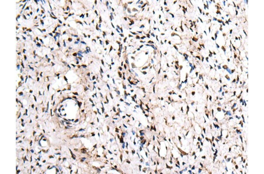 ZNF207 Antibody from Signalway Antibody (43573) - Antibodies.com