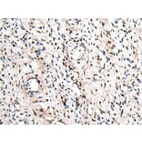 ZNF207 Antibody from Signalway Antibody (43573) - Antibodies.com