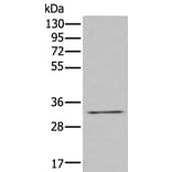ZNF346 Antibody from Signalway Antibody (43579) - Antibodies.com