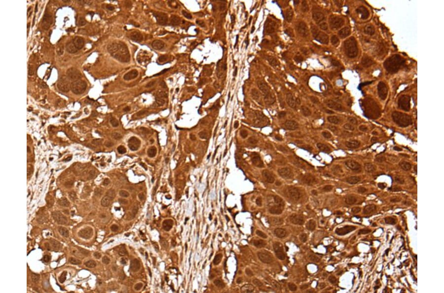 UBE2V1 Antibody from Signalway Antibody (43603) - Antibodies.com