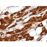 UBE2V1 Antibody from Signalway Antibody (43603) - Antibodies.com