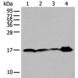 UBE2V2 Antibody from Signalway Antibody (43607) - Antibodies.com