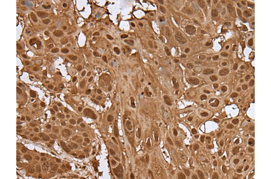 UBE2V2 Antibody from Signalway Antibody (43607) - Antibodies.com