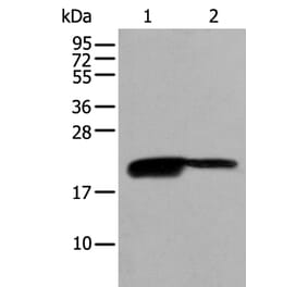BRI3BP Antibody from Signalway Antibody (43694) - Antibodies.com