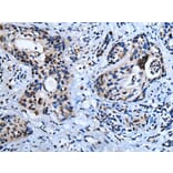 HOXD10 Antibody from Signalway Antibody (43732) - Antibodies.com